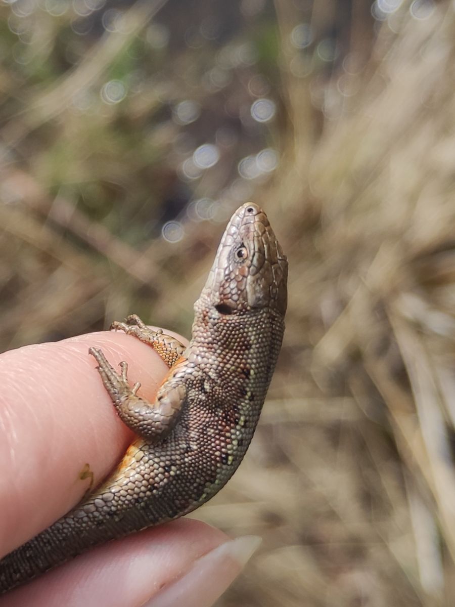 У природному парку на Харківщині сталося несподіване біологічне відкриття